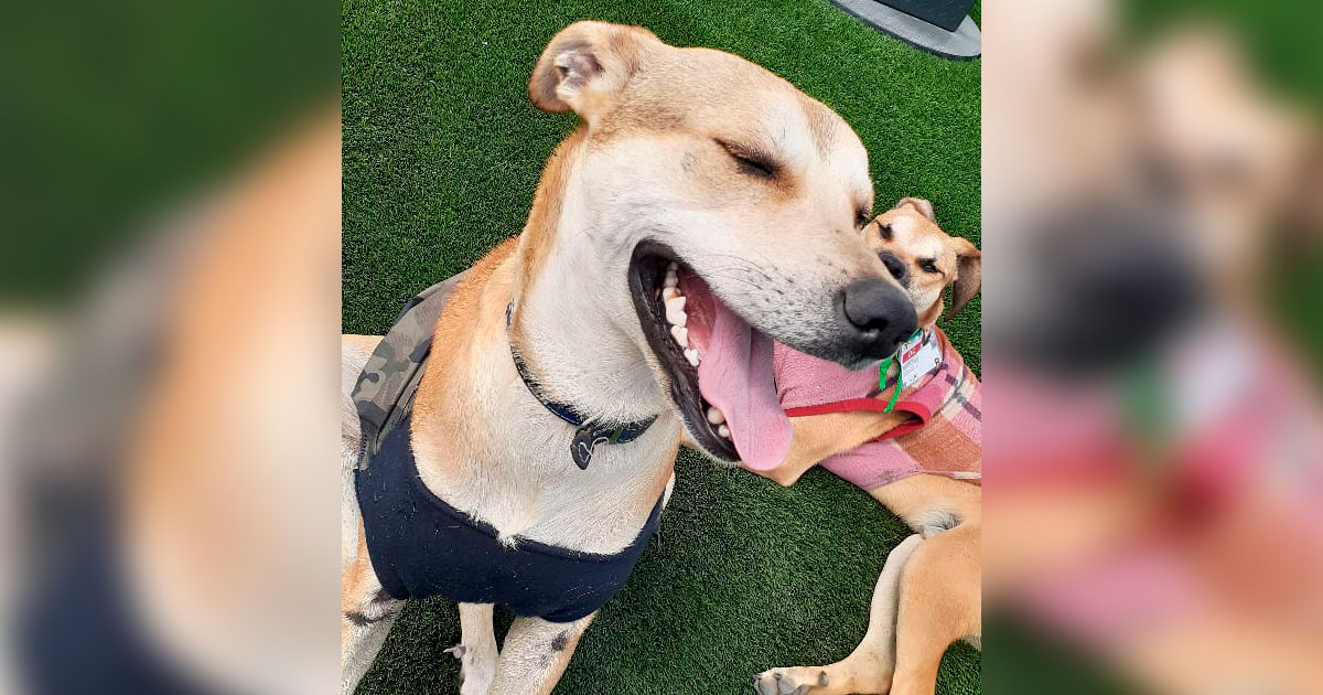 Ares y Hermes, perros en estado de adopción de la Villa Canina Lima 2019