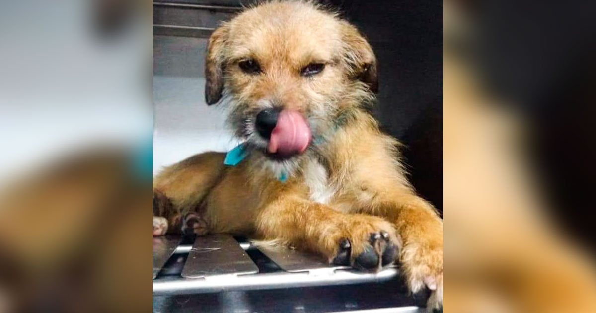 Milko perro adoptado por Caroline Archambault en Lima 2019