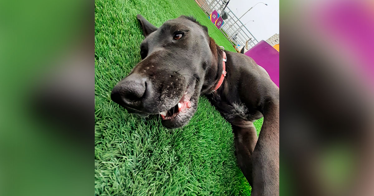 Negra es un perro en adopción en la Villa Canina Lima 2019