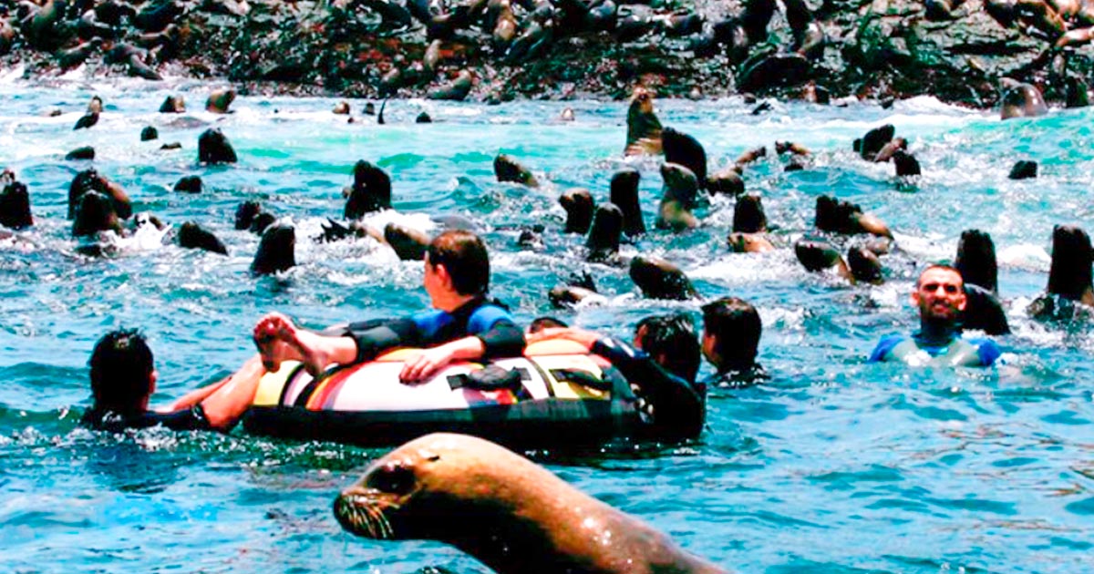 Personas nadando rodeadas de lobos marinos, cerca a la isla San Lorenzo.