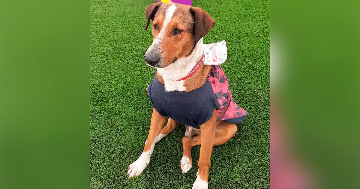 Toby, perro en estado de adopción de la Villa Canina Lima 2019