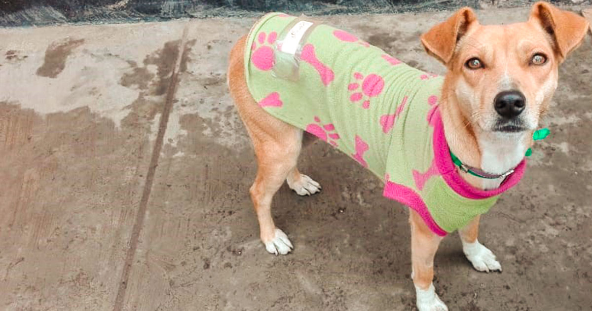 Bambif, perro en estado de adopción de la Villa Canina Lima 2019