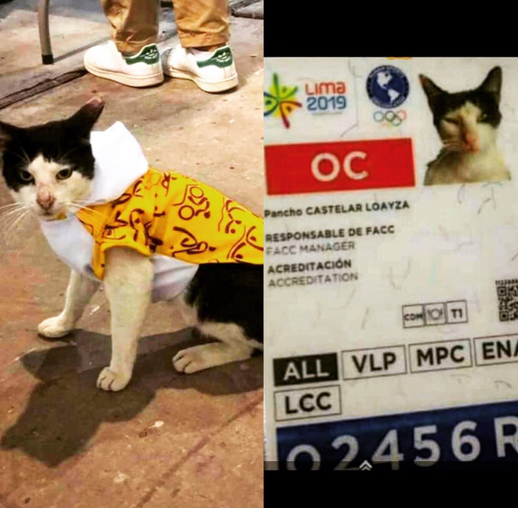 (Parodia) Gato con traje de voluntario y su fotocheck de identificación